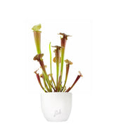 Sarracenia Tygo