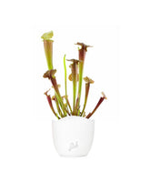 Sarracenia Tygo