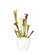 Sarracenia Tygo