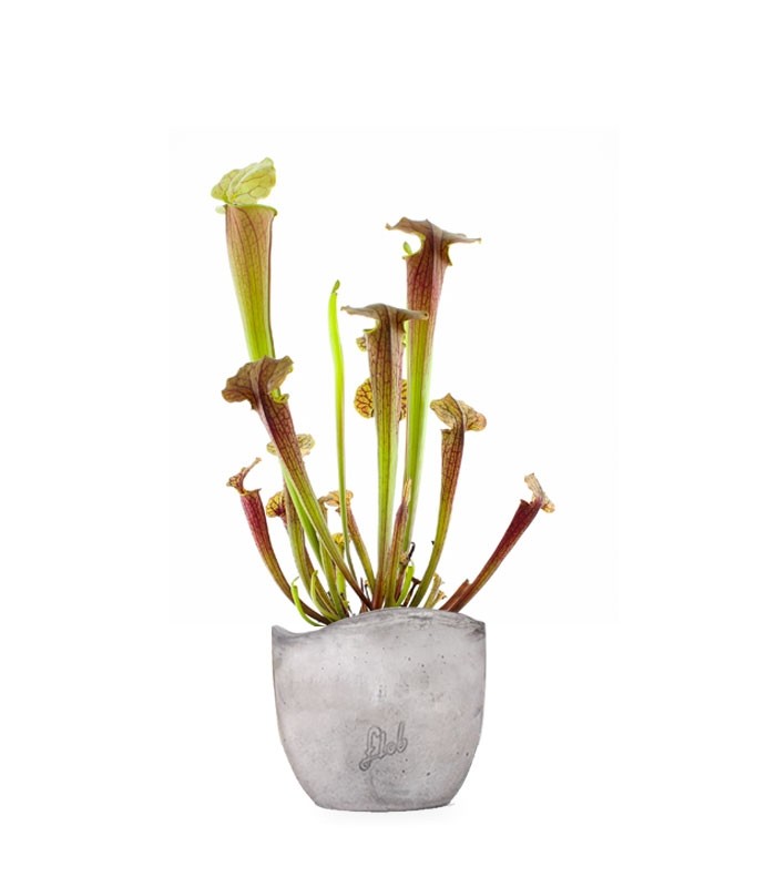Sarracenia Tygo