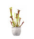 Sarracenia Tygo