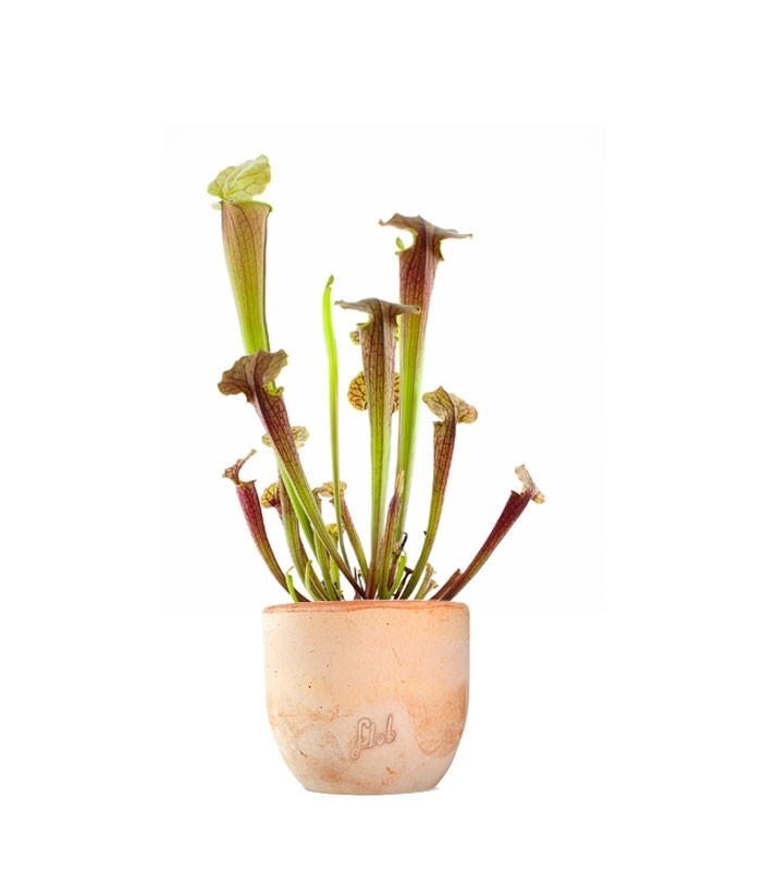 Sarracenia Tygo