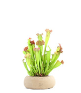 Sarracenia Velvet XL