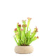 Sarracenia Velvet XL