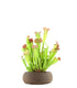Sarracenia Velvet XL