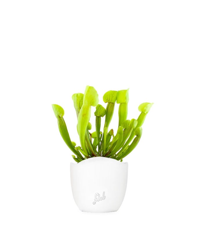 Sarracenia Vogel