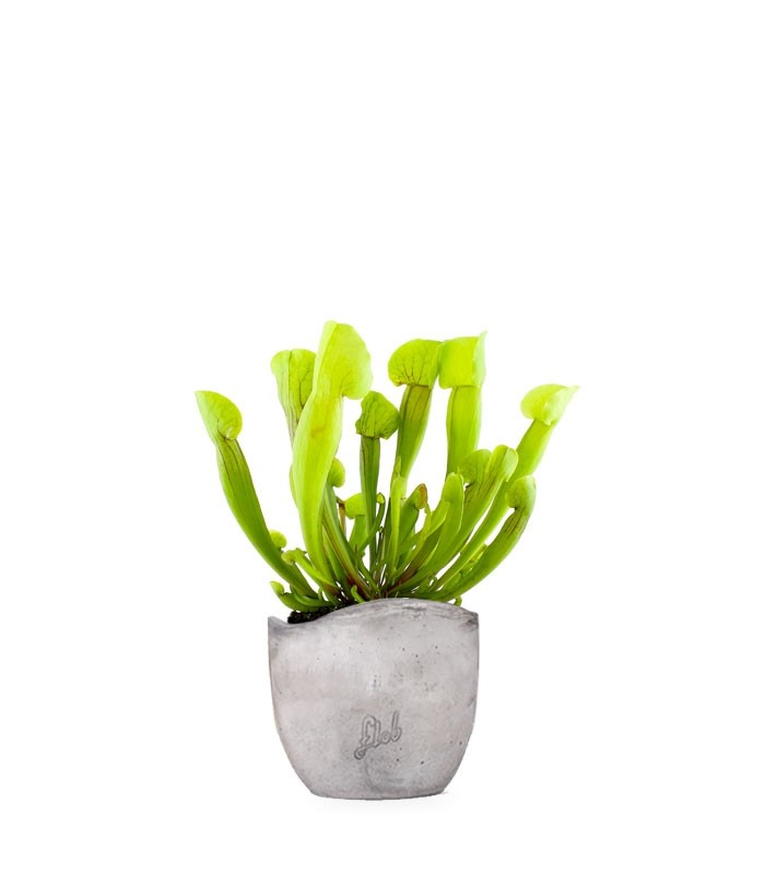 Sarracenia Vogel