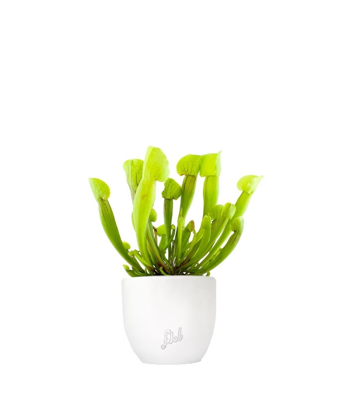 Sarracenia Vogel