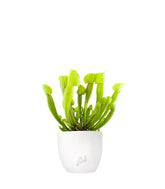Sarracenia Vogel