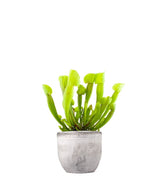 Sarracenia Vogel