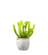 Sarracenia Vogel