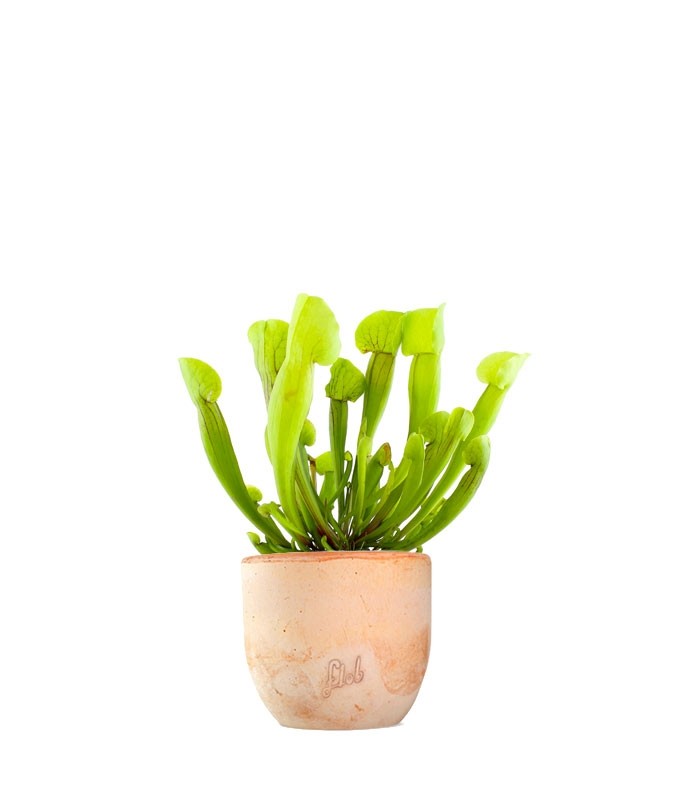 Sarracenia Vogel