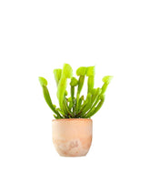 Sarracenia Vogel