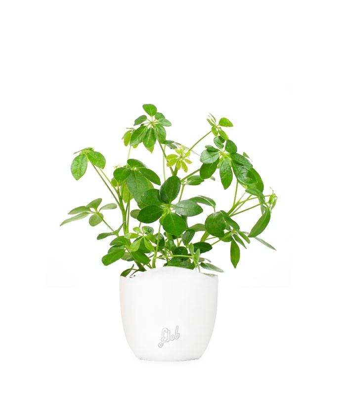 Schefflera