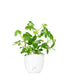 Schefflera