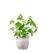 Schefflera