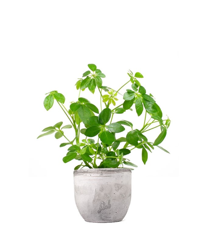 Schefflera