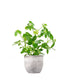 Schefflera