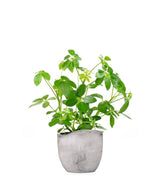 Schefflera