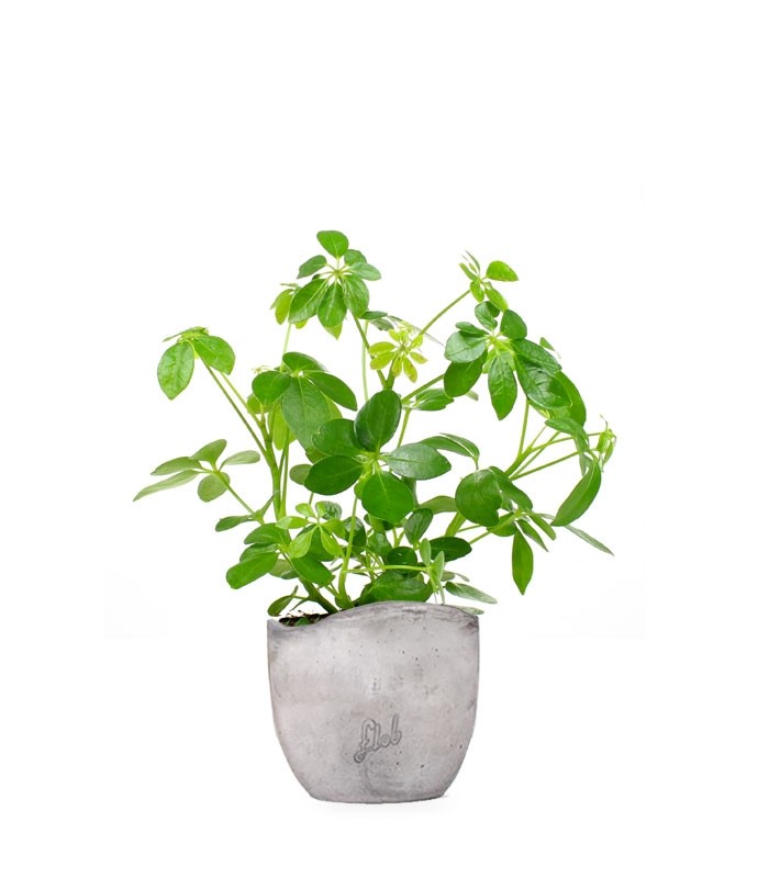 Schefflera