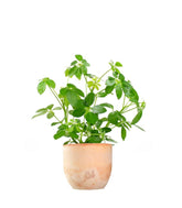 Schefflera