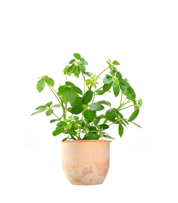 Schefflera