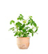 Schefflera