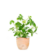 Schefflera