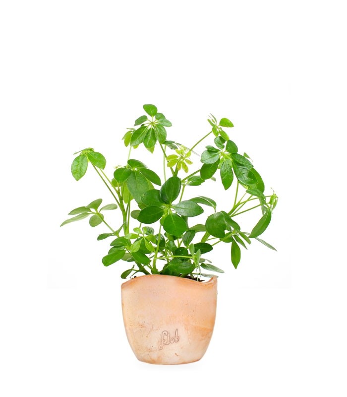 Schefflera