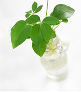 Schefflera idroponica in bottiglia