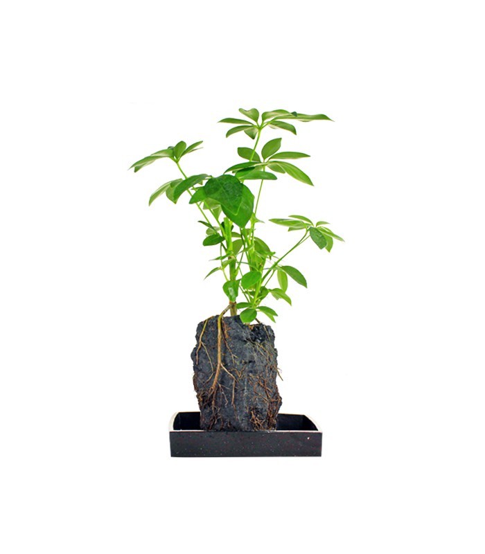 Schefflera su roccia lavica