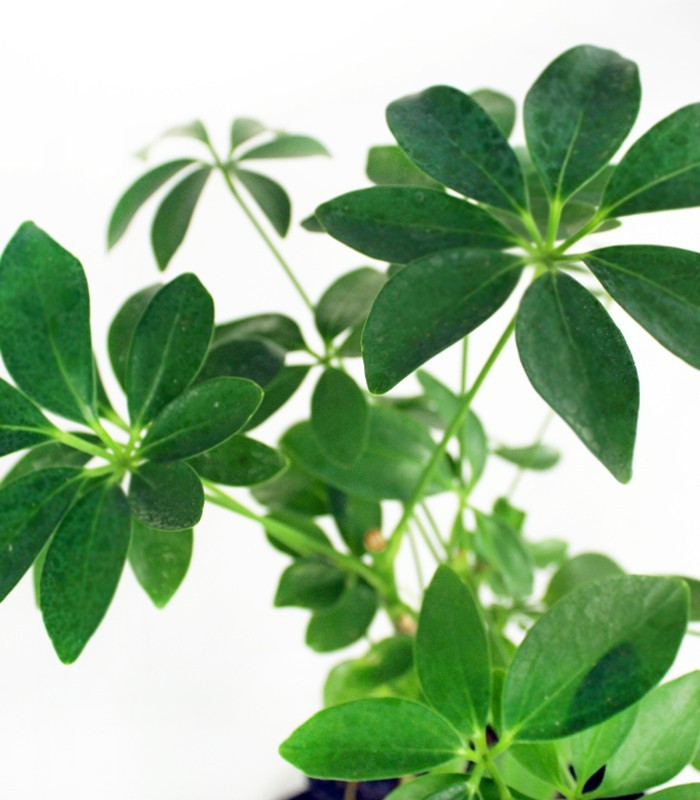 Schefflera su roccia lavica