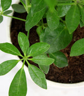 Schefflera vaso ciotola in terracotta