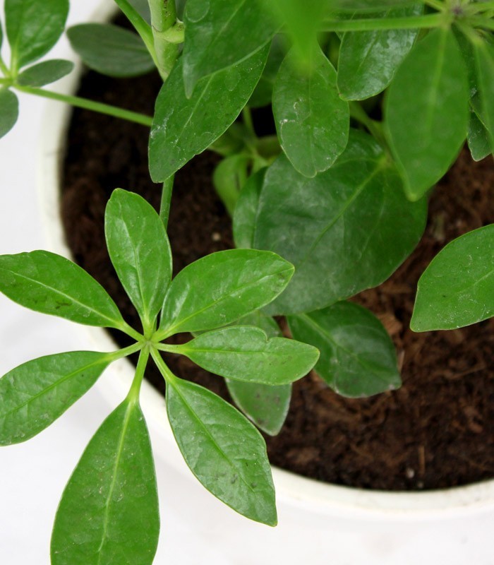 Schefflera vaso ciotola in terracotta