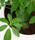 Schefflera vaso ciotola in terracotta