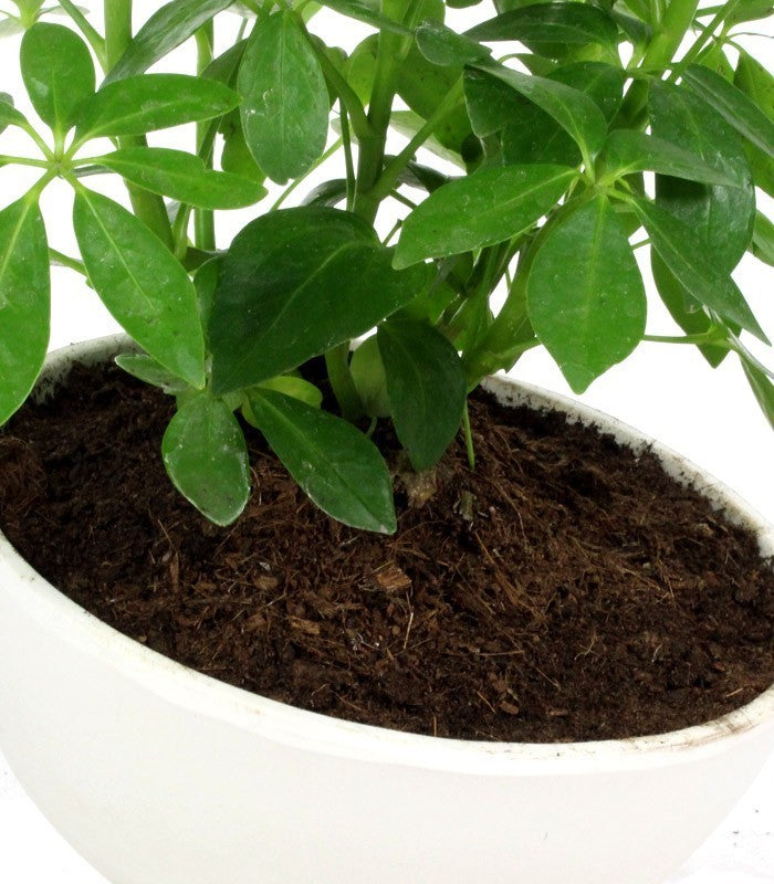 Schefflera vaso ciotola in terracotta