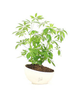 Schefflera vaso ciotola in terracotta