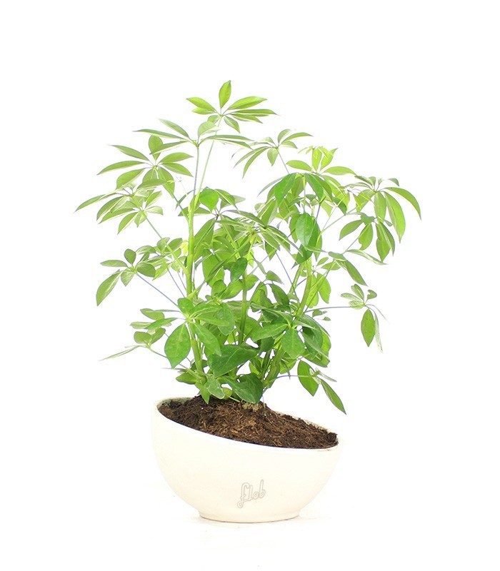 Schefflera vaso ciotola in terracotta