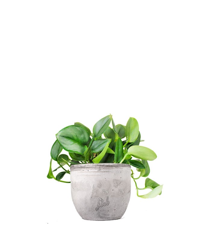 Scindapsus