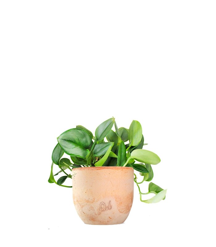 Scindapsus