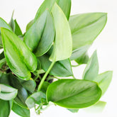 Scindapsus