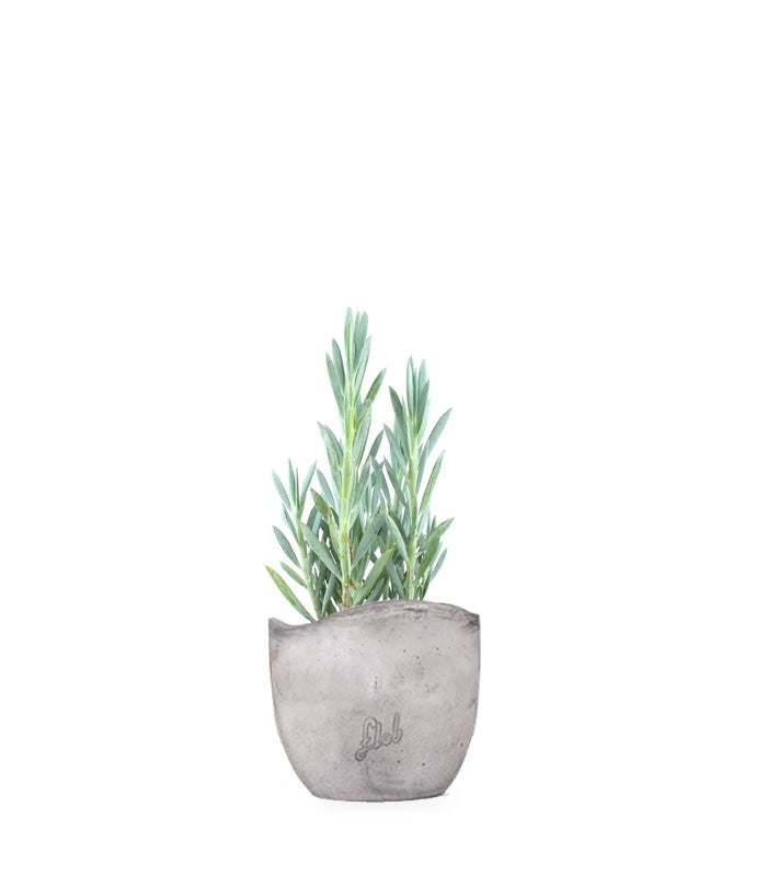 Senecio