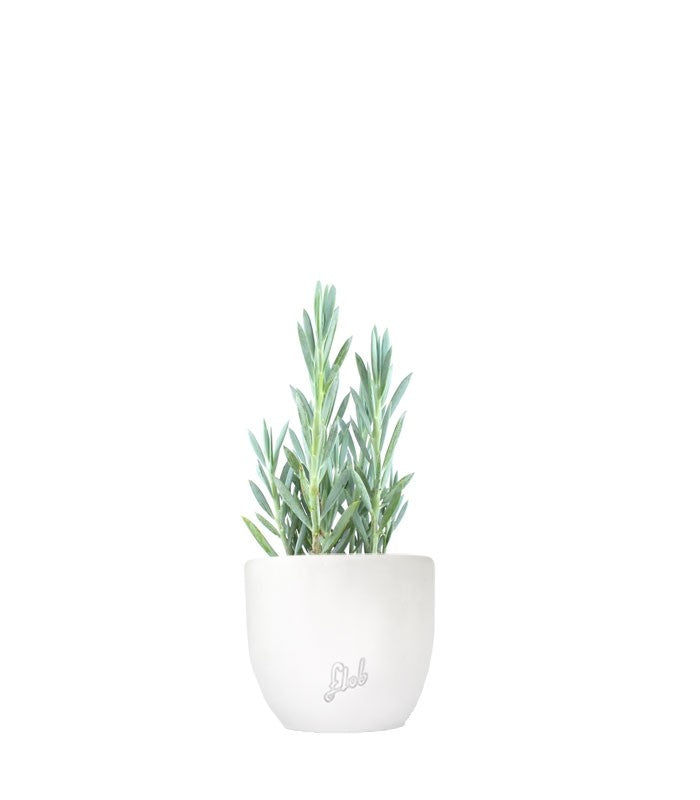 Senecio