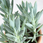 Senecio