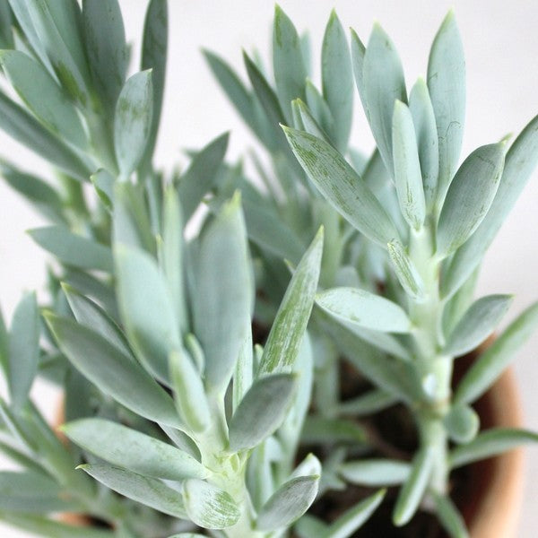 Senecio