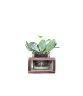 Senecio con supporto in legno