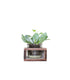 Senecio con supporto in legno