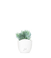 Senecio serpens