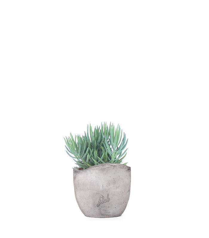 Senecio serpens