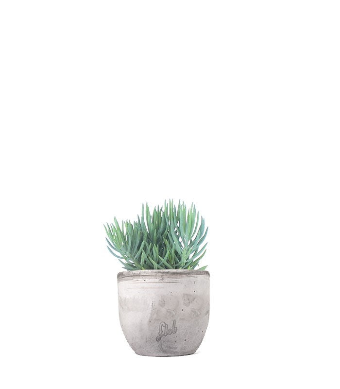 Senecio serpens